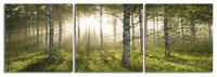 Enchanted Forest