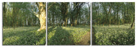 Wonderful Woods