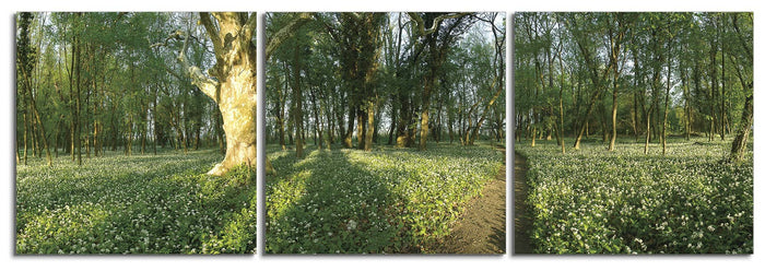 Wonderful Woods
