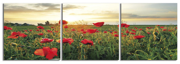 Red Poppies