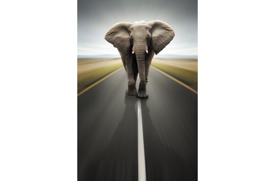 Elephant On The Road