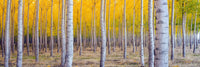 Birch Trees - Photography Print on Canvas - Canvas Panoramic Wall Art