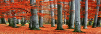 Autumn Forest - Photography Print on Canvas - Canvas Panoramic Wall Art