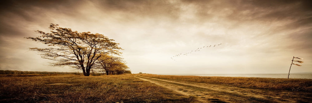 Sunrise Field - Photography Print on Canvas - Canvas Panoramic Wall Art