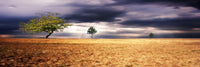 Dark Skies - Photography Print on Canvas - Canvas Panoramic Wall Art