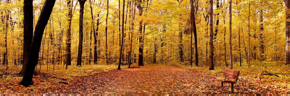 Bench in the Park #2 - Photography Print on Canvas - Canvas Panoramic Wall Art