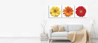 Daisies