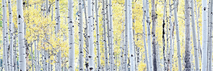 Birch Trees-5