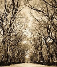 Central Park 3 (NY) - Photography Print on Canvas - Canvas Panoramic Wall Art