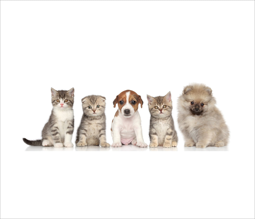 Cats and a Dog - Photography Print on Canvas - Canvas Panoramic Wall Art