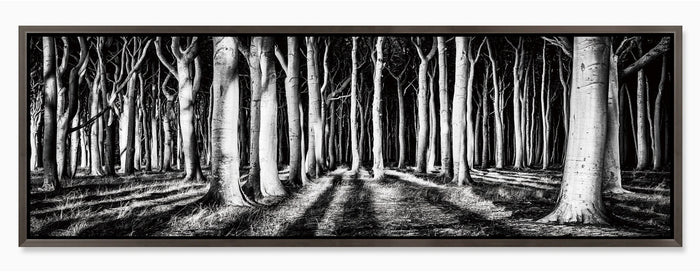 Black and White Forest