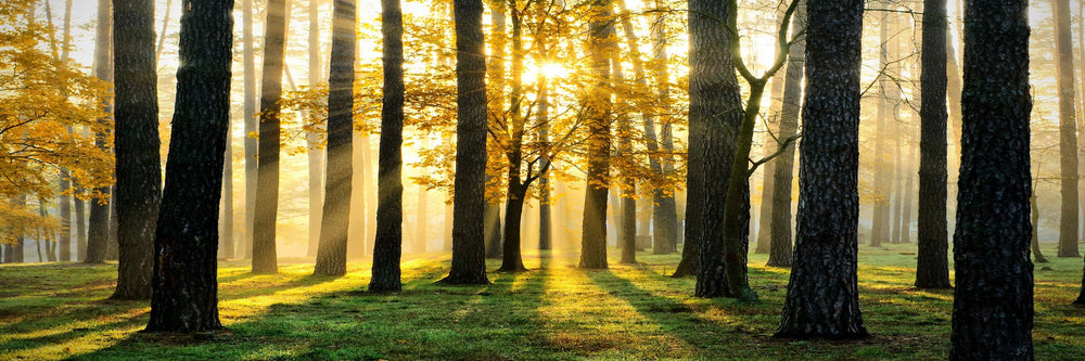 Sunrise Through the Forest?ՎŠ—çÑé_ - Photography Print on Canvas - Canvas Panoramic Wall Art