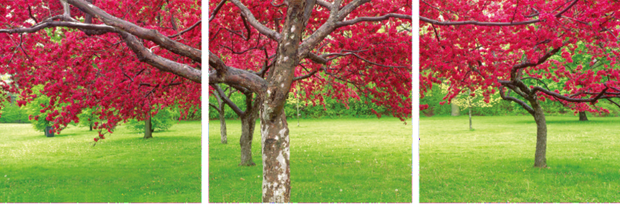 3 Panel Wall Art Photography Print Cherry Blossoms