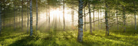 Enchanted Forest - Photography Print on Canvas - Canvas Panoramic Wall Art