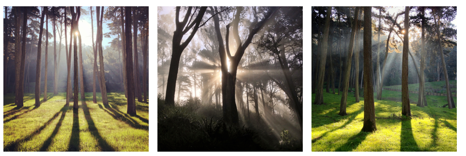 Sunset Trees - Instagram Print - Instagram Canvas Wall Art