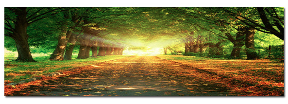 Path through the forest - Photography Print on Canvas - Canvas Panoramic Wall Art