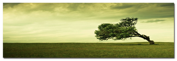 In the Field - Photography Print on Canvas - Canvas Panoramic Wall Art