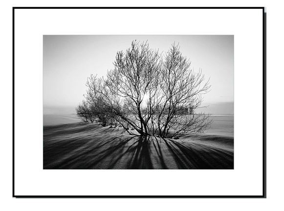 Framed Black and White Nature Photography Print