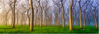 Fairyland-2