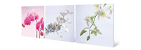 Assorted Orchids