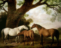 Two Shafto Mares and a Foal - Fine Art Removable Wall Mural