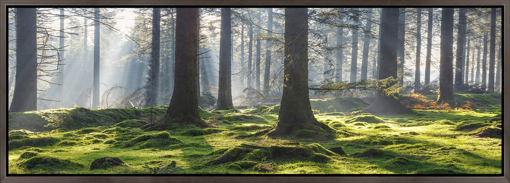 Dartmoor National Park