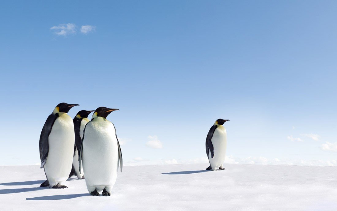 Emperor Penguins