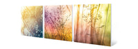 Fields of Color