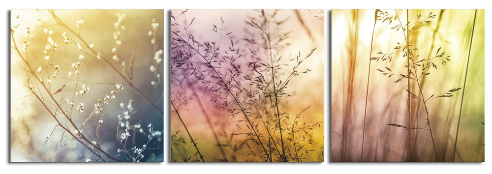 Fields of Color