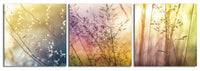 Fields of Color