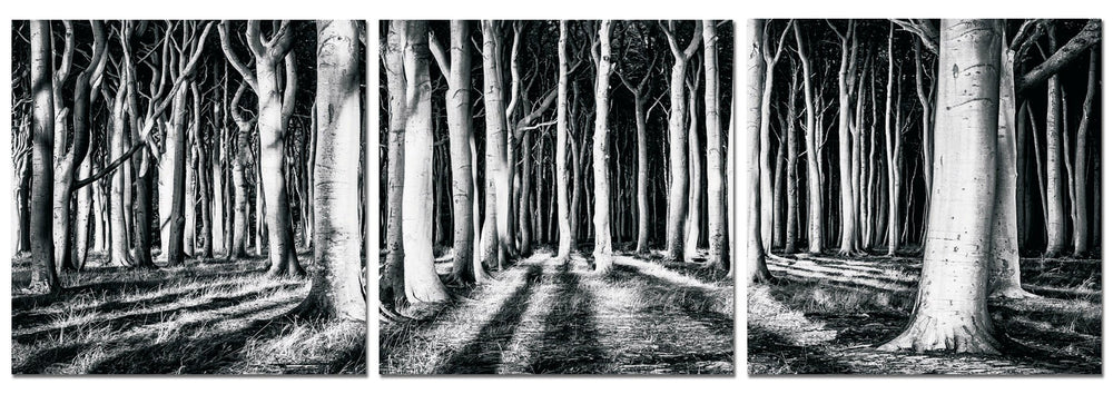 Black and White Forest