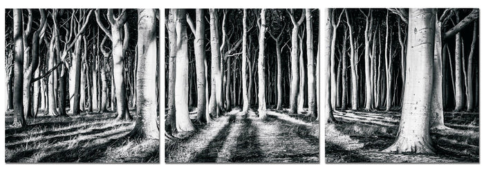 Black and White Forest