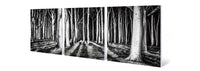 Black and White Forest