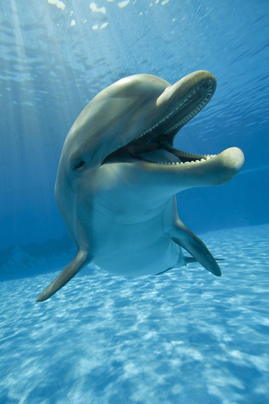 Happy Dolphin