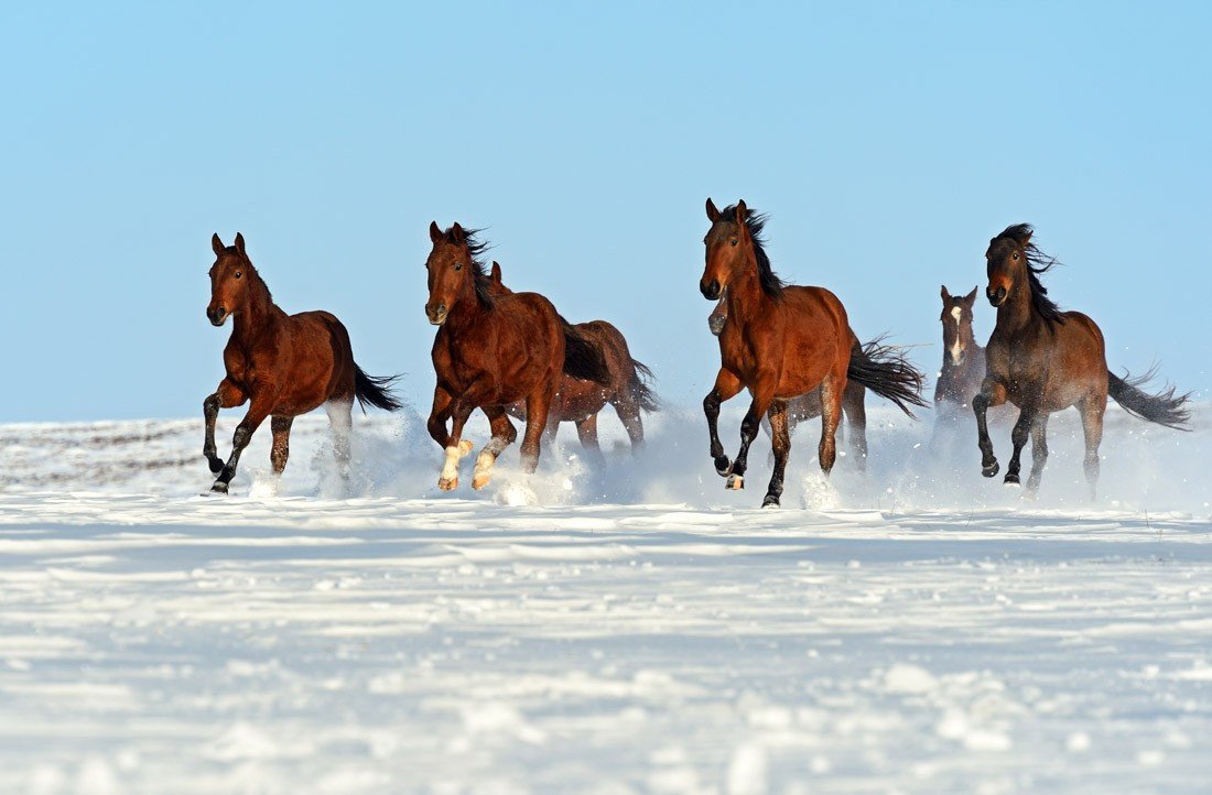 Herd of Horses