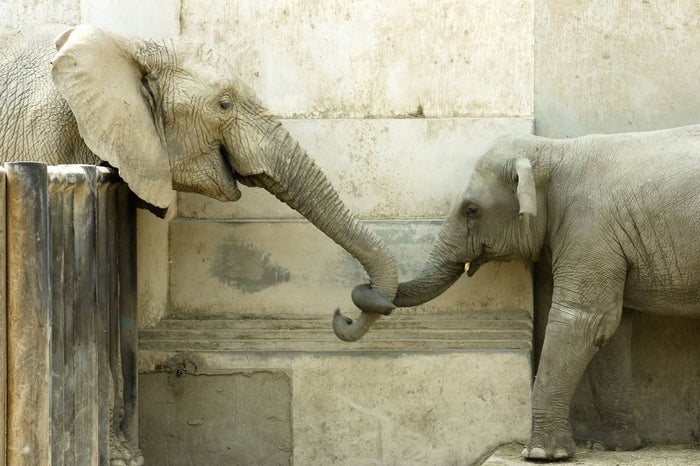 Holding Trunks