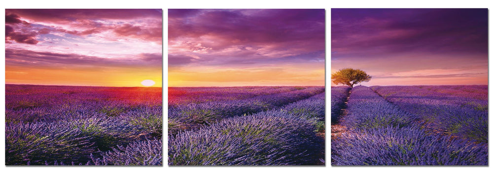 Lavender at Sunset