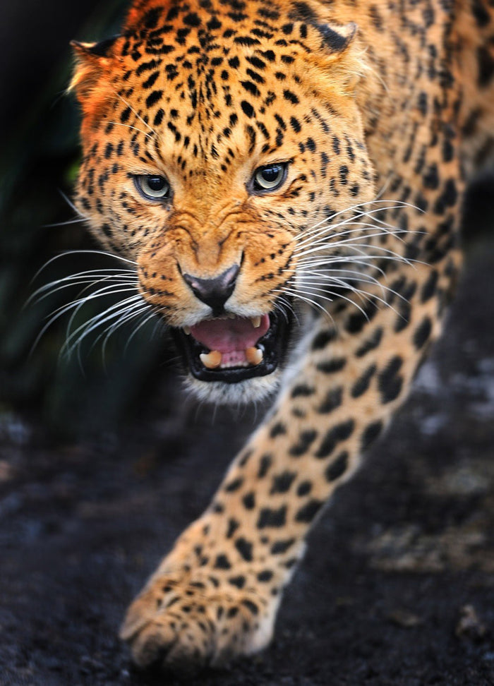 Leopard Pounce