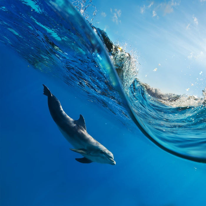 Riding the Wave
