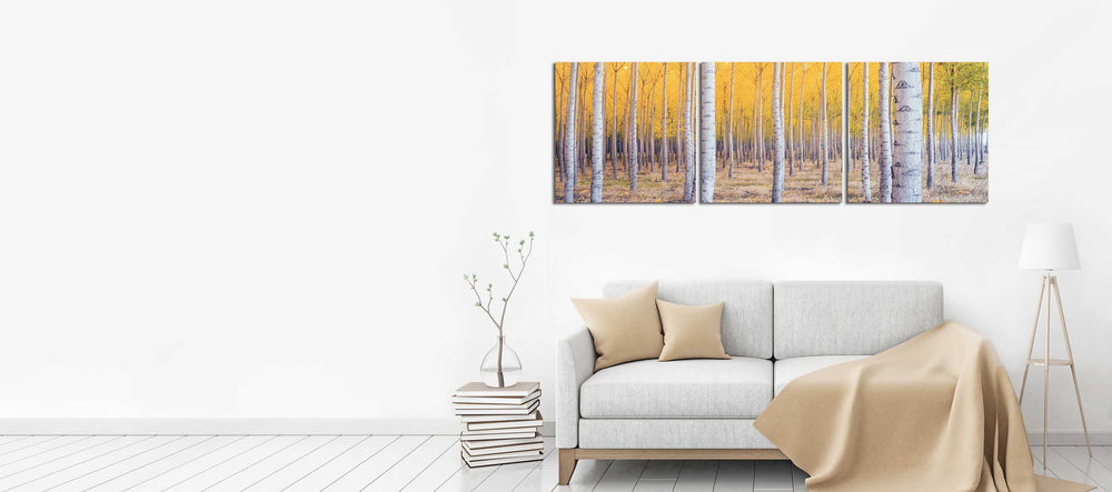 Birch Trees