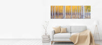 Birch Trees