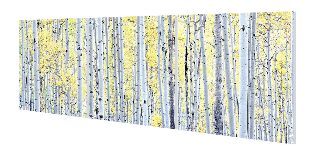 Birch Trees-5