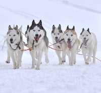 Sled Dogs
