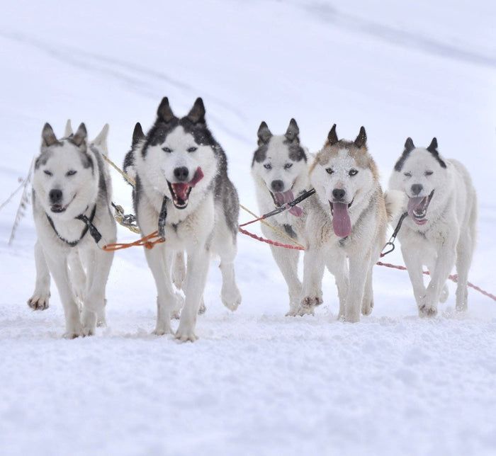 Sled Dogs