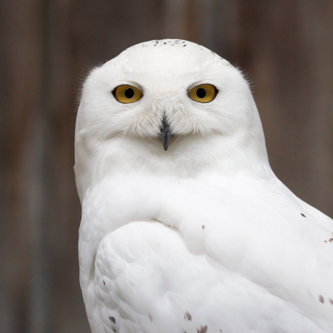 Snow Owl