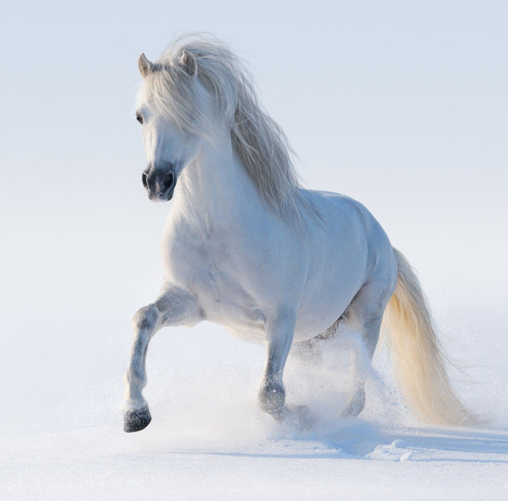 Snow Prance
