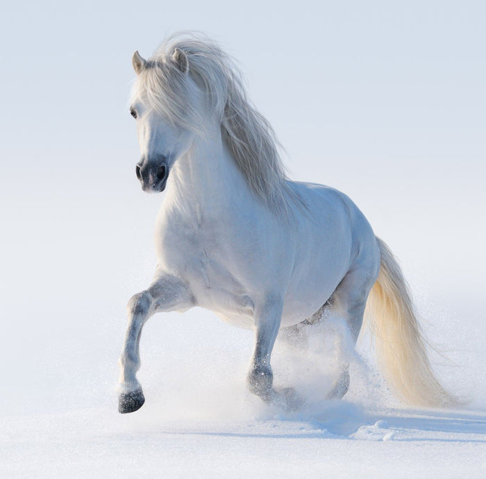 Snow Prance