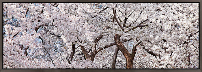 Spring Blossoms