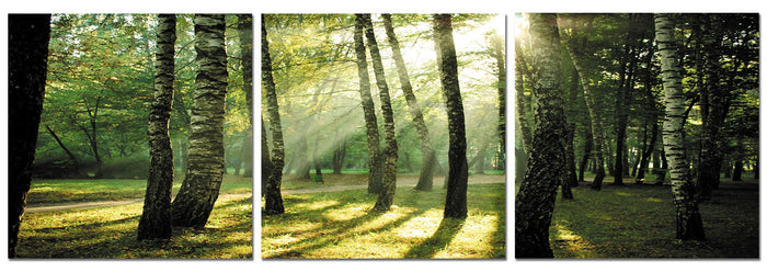 Trees at Sunset