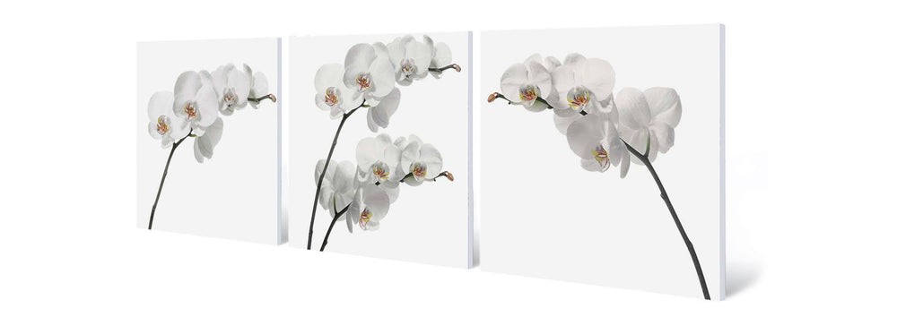 White Orchids